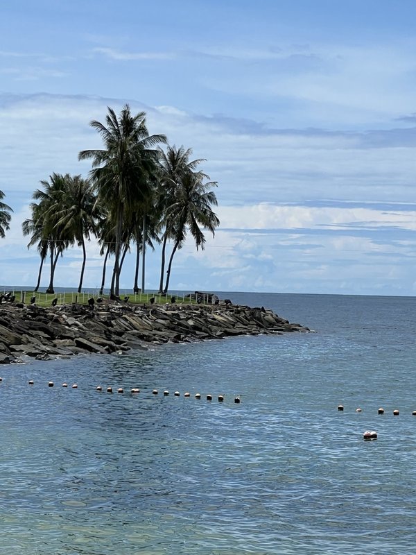 Palm trees over a tropical shoreline