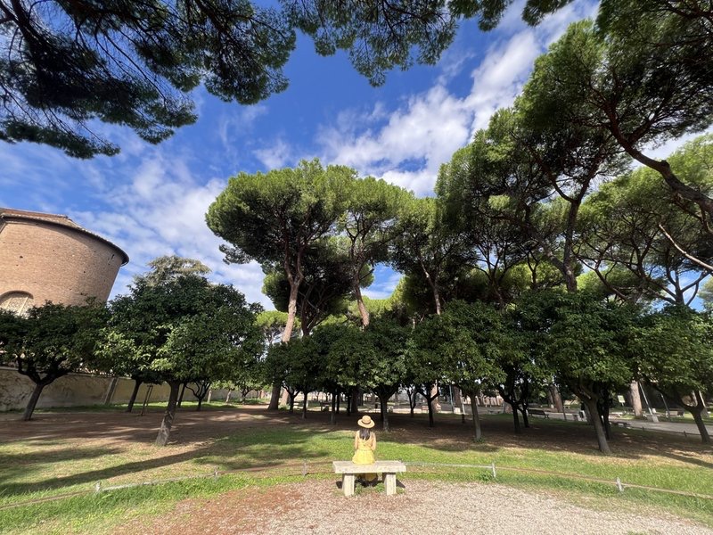 Roman pines in a sunlit garden